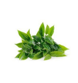 GREEN TEA EXTRACT 30gr