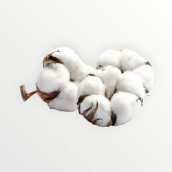 COTTON EXTRACT 30gr