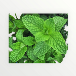 MINT FLORAL WATER 500ml
