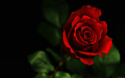 ARABIAN ROSE AROMA