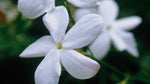 JASMINE AROMA