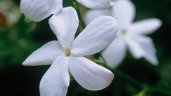 JASMINE AROMA