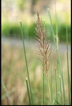 VETIVER AROMA