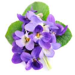 VIOLET ESSENTIAL OIL 10ML