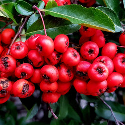 WINTERGREEN ESSENTIAL OIL