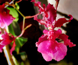 ORCHID DANCE