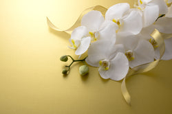 ORCHID AROMA