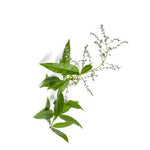 LITCH (may chang) ESSENTIAL OIL 10ml