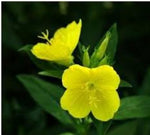 EVENING PRIMROSE OIL 50ml