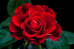 ROSE EXOTIC