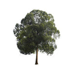 CAMPHOR ESSENTIAL OIL 10ml