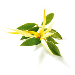 YLANG YLANG ESSENTIAL OIL 10ml
