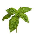 BASIL ESSENTIAL OIL 10ml