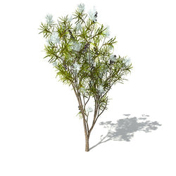 TEATREE ESSENTIAL OIL 10ml