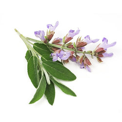 SAGE ESSENTIAL OIL 10ml