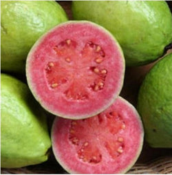 GUAVA EXTRACT 30gr