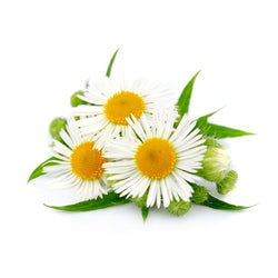 ROMAN CHAMOMILE FLORAL WATER 500 ml