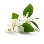 JASMINE PERFUME OIL 10ml