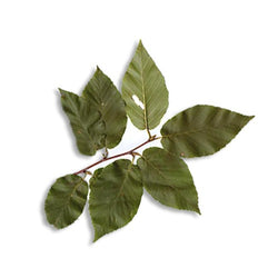 SWEET BIRCH ESSENTIAL OIL 10ml