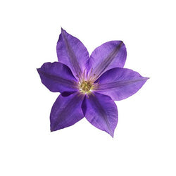 VIOLET PERFUME OIL 10ml