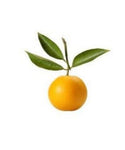 BERGAMOT ESSENTIAL OIL 10ml