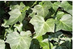 IVY OIL