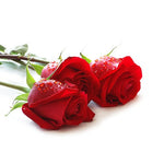 ROSE PERFUME OIL 10ml