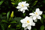 GARDENIA AROMA