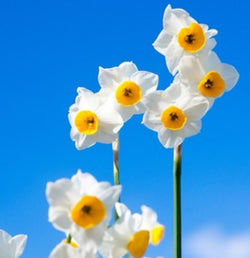 LOTO BIANCO & NARCISO