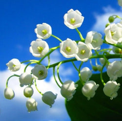 LILLY OF THE VALLEY