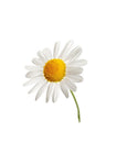 CHAMOMILE