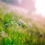 FRESH AIR