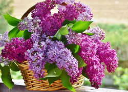 PASCHALIA AROMA