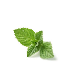 SPEARMINT ESSENTIAL OIL 10ml